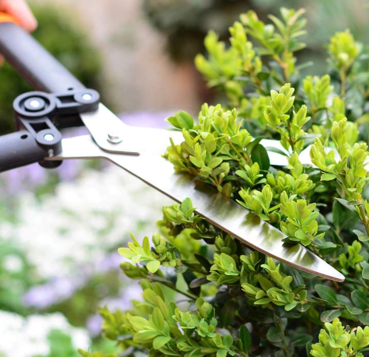 Taille de végétaux La Rochelle